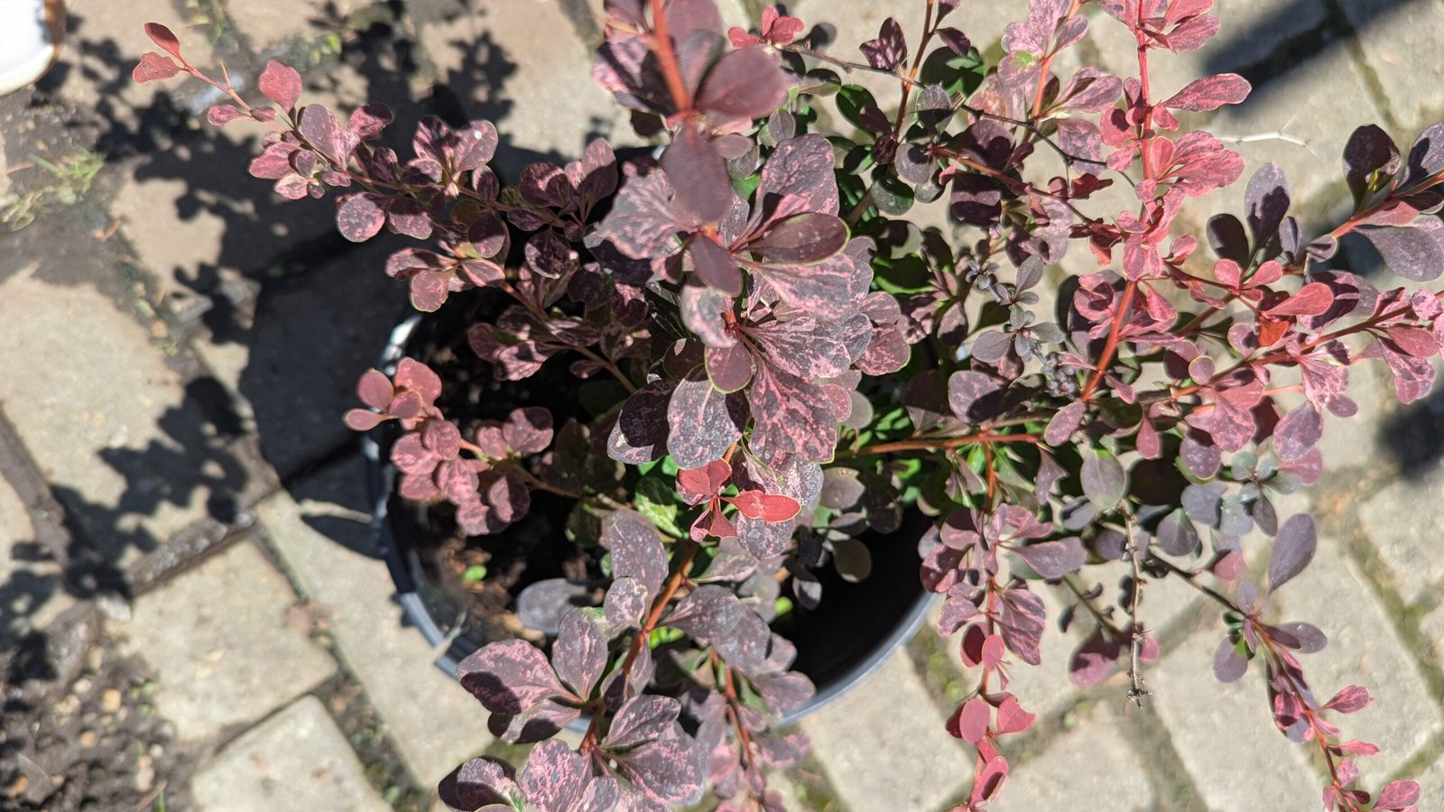 Berberis thunbergii Rose Glow