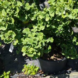Ginkgo Biloba 'Mariken'