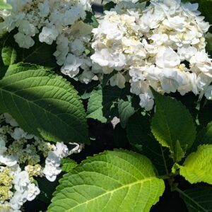 Hydrangea Mac. DancingSnow
