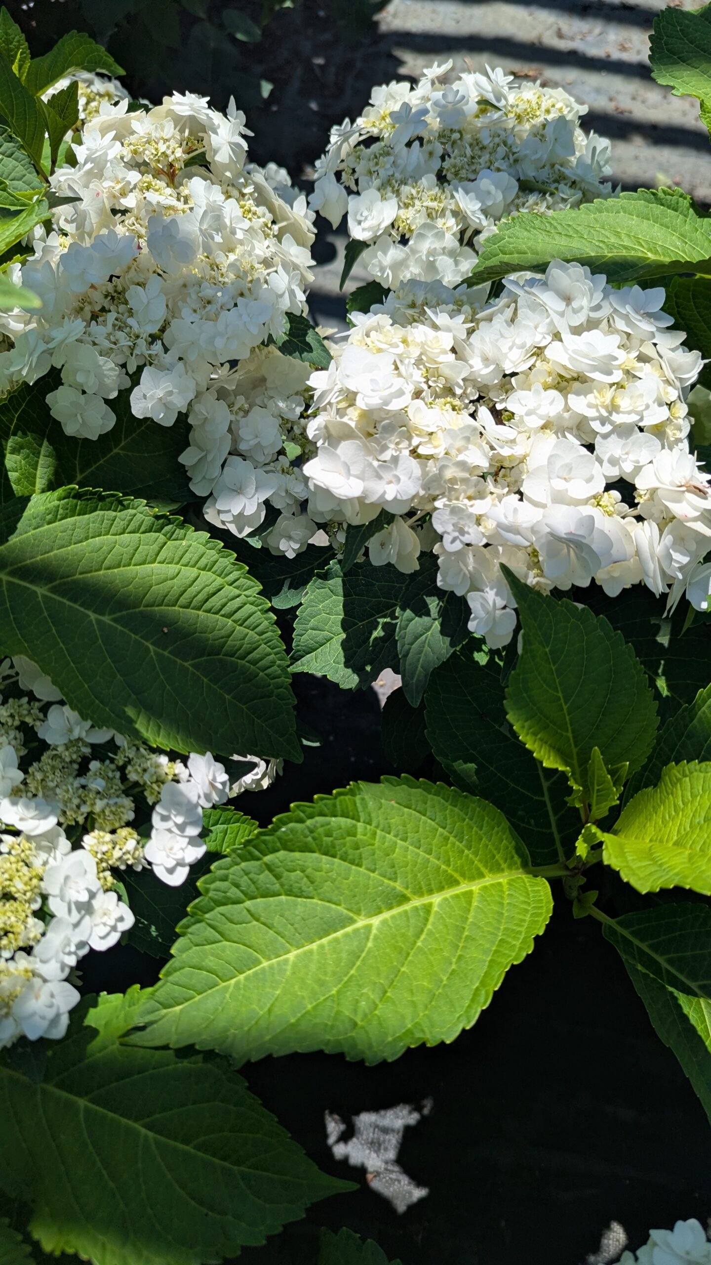 Hydrangea Mac. DancingSnow