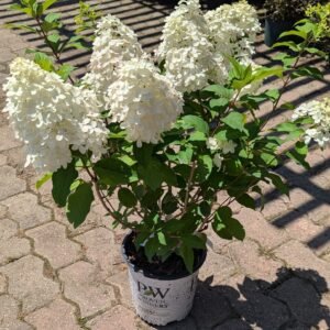 Hydrangea pan. Bulk