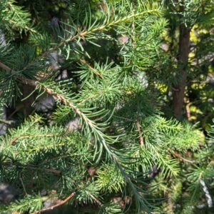 Larix Laricina