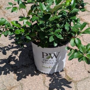 Aronia Melanocarpa 'Uconnam165'