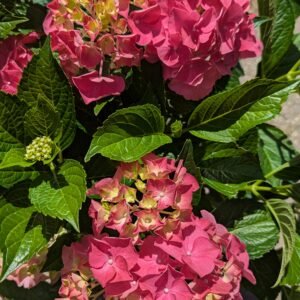 Hydrangea Mac. Glowing Embers