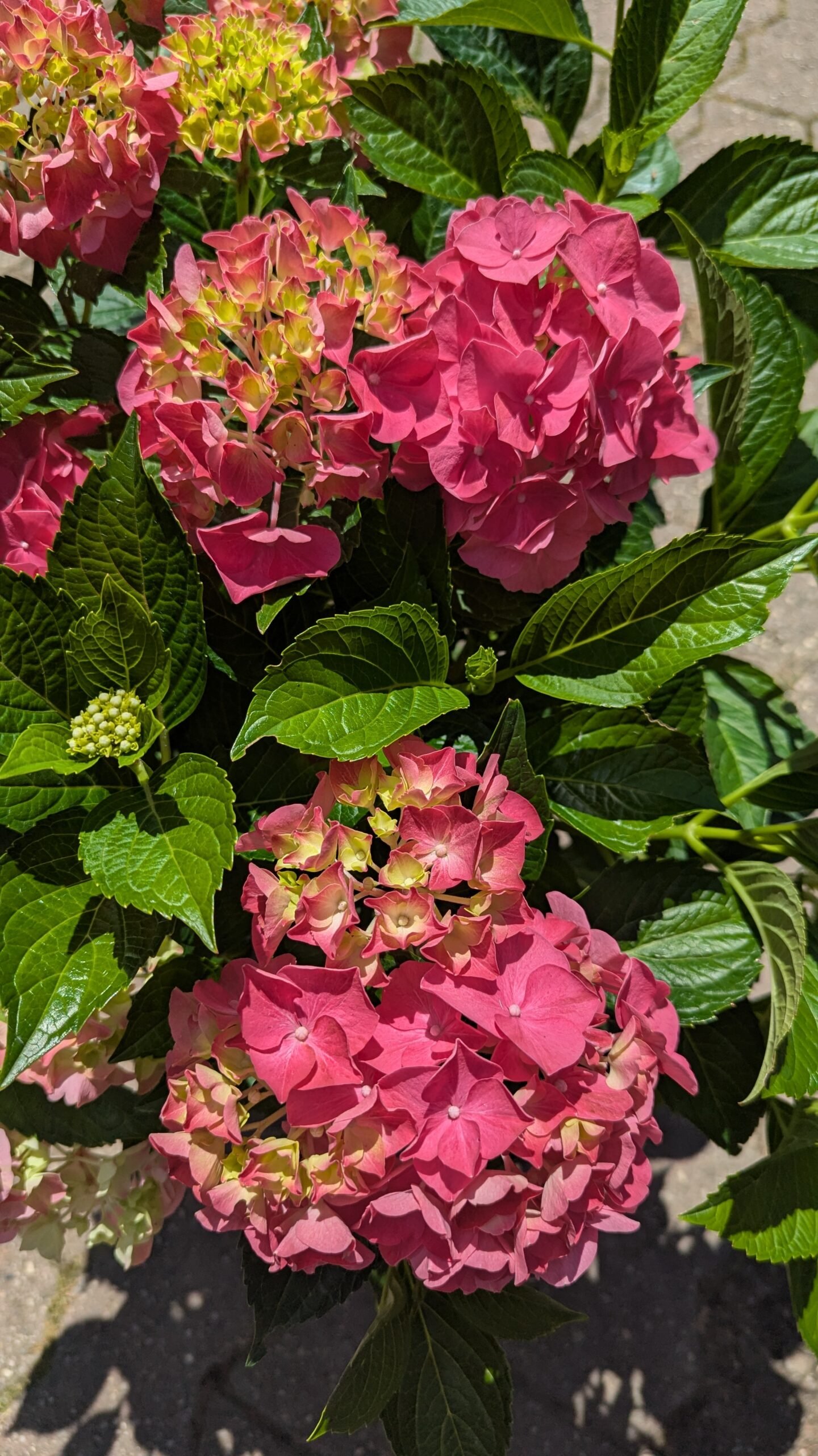 Hydrangea Mac. Glowing Embers
