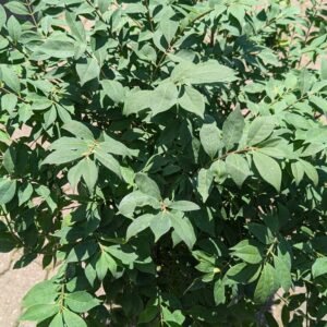 Euonymus Alata 'Compacta'