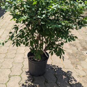 Euonymus alata compacta