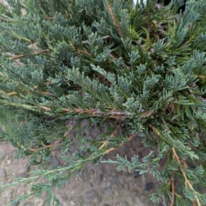 Juniperus Horizontalis 'Glauca'