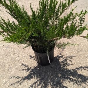 Juniperus Chinensis 'Monlep'