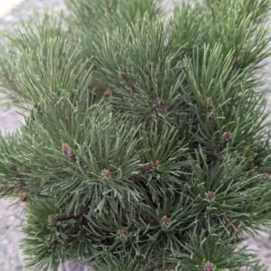 Pinus mugo var. pumilio
