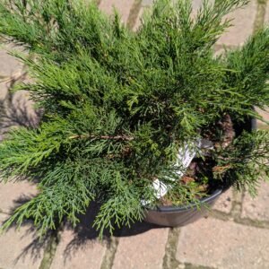 Juniperus Sabina 'Monna'