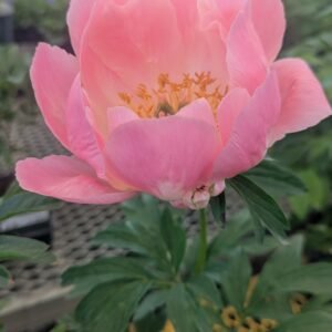 Paeonia Lactiflora ' Pink Hawaiian Coral' #2 [W0]
