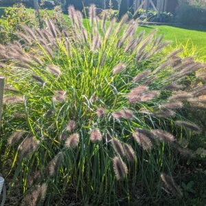 Pennisetum Alopecuroides 'Red Head'