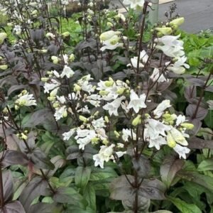 Penstemon x 'Pw Onyx And Pearls'