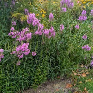 Physostegia Viginiana 'Rose Crown'