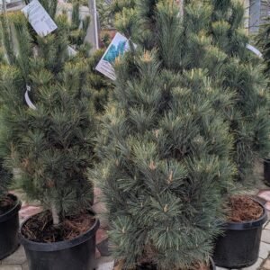 Pinus Strobus 'Stowe Pillar'