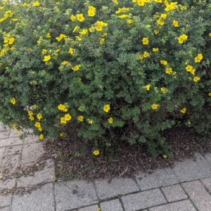 Potentilla fruiticosa Goldfinger