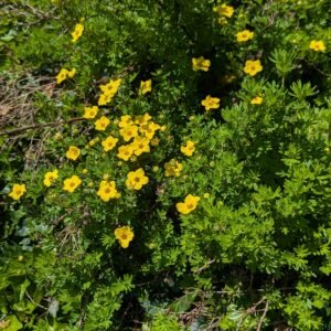 Potentilla fruiticosa Goldstar