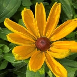 Rudbeckia Hirta 'Indian Summer'