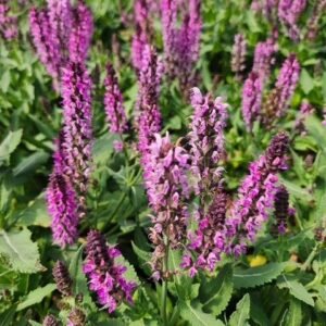 Salvia Nemorosa 'Wg Bumbleberry'