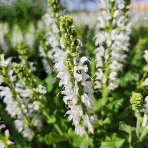 Salvia Nemorosa 'Wg Bumblesnow'
