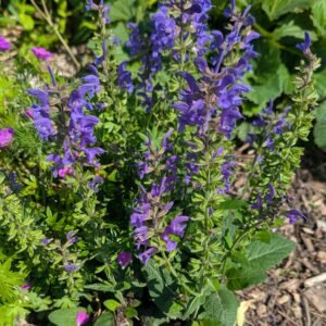 Salvia Nemorosa 'Haeumanarc'