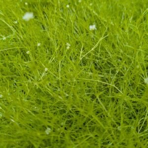 Sagina Subulata 'Aurea'