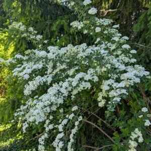 Spiraea x vanhouttei