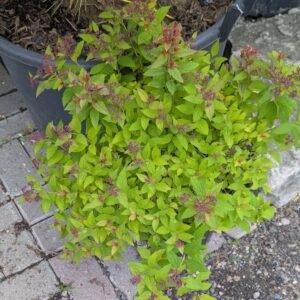 Spiraea bumalda Goldmound