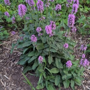 Stachys Monieri 'Hummelo'