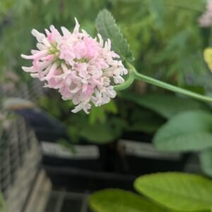 Stachys x 'Summer Crush' (Pink-White Bi-Color Betony