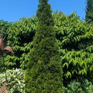 Thuja Occidentalis 'Smaragd'