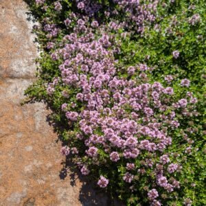Thymus Hybrid Ssp Thyme Groundcover