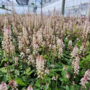 Tiarella Cordifolia 'Pink Skyrocket'