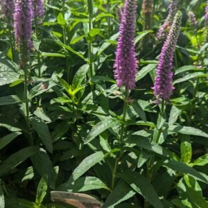 Veronica x 'Pw Magic Show Purple Illusion'
