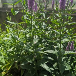Veronica Spicata 'Purplicious'