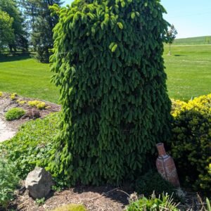Picea Abies 'Pendula'