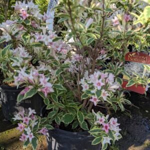 Weigela florida Variegata Nana