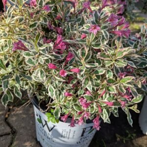 Weigela florida Sunset