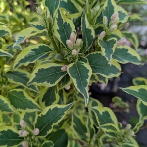 Weigela florida Verweig 3