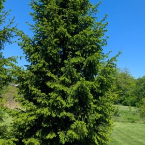 Picea Glauca
