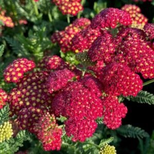 Achillea Millefolium 'Paprika'