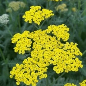 Achillea Millefolium 'Sassy Summer Lemon'