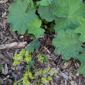 Alchemilla Mollis