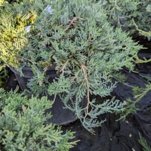 Juniperus Horizontalis 'Wiltonii'