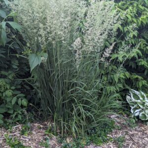 Calamagrostis Acutiflora 'Overdam'