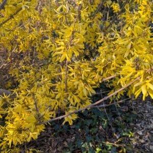 Forsythia x Intermedia 'Lynwood Gold'