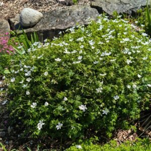 Geranium Sanguineum 'Album '