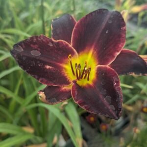 Hemerocallis 'Midnight Magic'