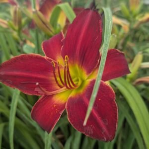 Hemerocallis 'Charles Johnston'